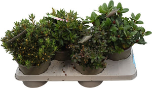 Dwarf Rhododendron Mix – 17cm Pot