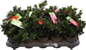 Rhododendron obtusum Azalea – 11cm Pot