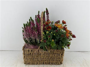 Mixed Colour Seagrass Hanging Basket Arrangement