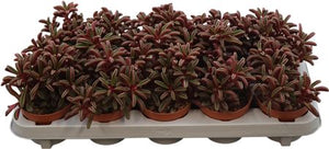 Peperomia Graveolens – 10.5cm Pot