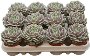 Echeveria ‘Lola’ Succulent – 8.5cm Pot