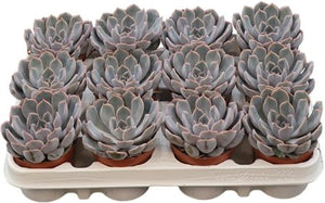 Echeveria Orion Succulent – 8.5cm Pot