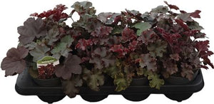 Heuchera Leaf Design – 13cm Pot