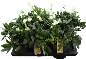 Christmas Rose Helleborus niger ‘Advent Star’ – 17cm Pot