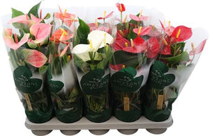 Mixed Anthurium Houseplant – 12cm Pot