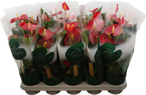 Red Anthurium 'Vulcano' – 12cm Pot