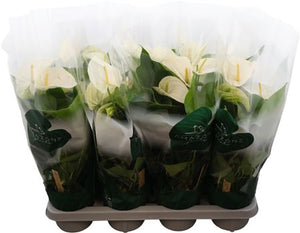 White Anthurium ‘Samora’ – 14cm Pot, 50cm High