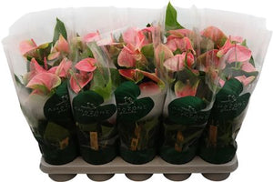Pink Anthurium ‘Sweet Dream’ – 12cm Pot