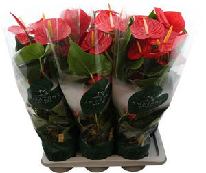 Red Anthurium 'Idaho' – 17cm Pot