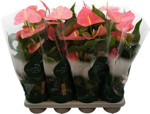 Pink Anthurium ‘Colorado’ – 14cm Pot