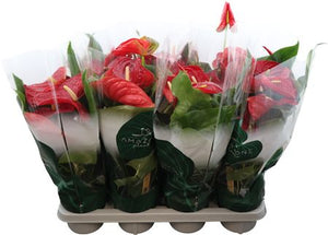 Red Anthurium ‘Nevada’ – 14cm Pot