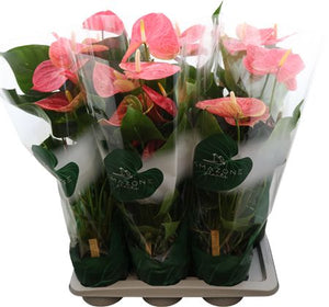 Pink Anthurium ‘Colorado’ – 17cm Pot