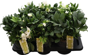Christmas Rose Helleborus niger ‘Advent Star’ – 17cm Pot
