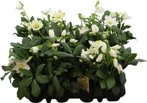 Christmas Rose Helleborus niger ‘Advent Star’ – 9cm Pot