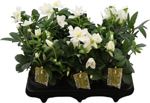 Christmas Rose Helleborus niger ‘Advent Star Earl’ – 12cm Pot