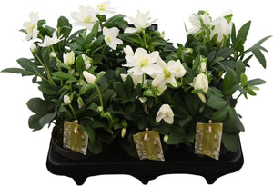 Christmas Rose Helleborus niger ‘Advent Star Earl’ – 12cm Pot