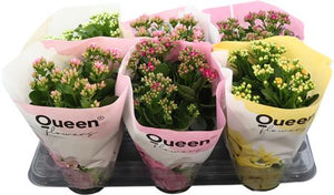 Double Kalanchoe Mixed Colours – 14cm Pot