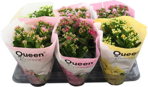 Double Kalanchoe Mixed Colours – 14cm Pot