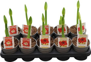 Mixed Hippeastrum (Amaryllis) – 12cm Pot, 30cm High
