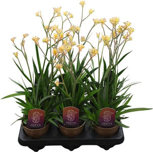 Mixed Anigozanthos Kangaroo Paw – 12cm Pot