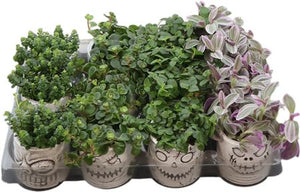 Dried Skull Arrangement – 6cm Pot