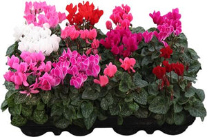 Mini Cyclamen (Cyclamen persicum) – 7cm Pot
