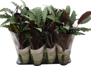 Calathea Rufibarba Prayer Plant – 14cm Pot