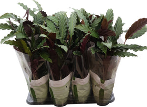 Calathea Rufibarba Prayer Plant – 14cm Pot