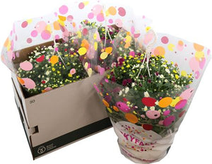 Chrysanthemum ‘Skyfall Carnaval’ Hanging Plant – 25cm Pot