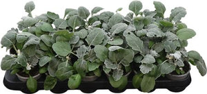 Senecio Silverdust – 9cm Pot
