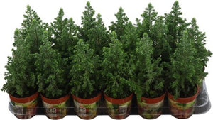 Chamaecyparis ‘Thyoidis’ Toppoint – 9cm Pot