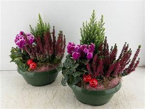 Mixed Green Plant Arrangement – 3 Plants