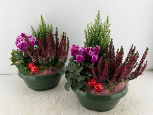 Mixed Green Plant Arrangement – 3 Plants