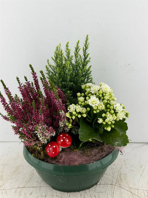 Mixed Green Plant Arrangement – 3 Plants