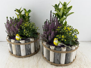 Mixed Colour Arrangement in Grey and White Wooden Pot