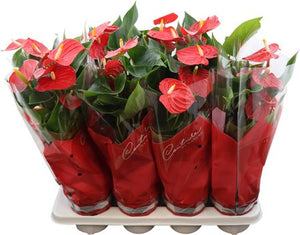 Red Anthurium ‘Casparo in Couture’ – 14cm Pot