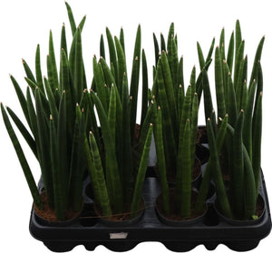 Mikado Sansevieria cylindrica – 8.5cm Pot
