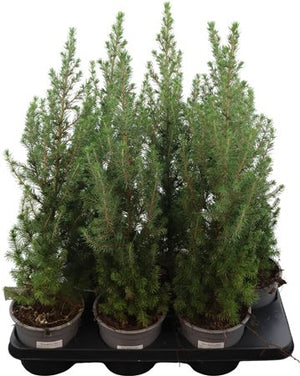 Dwarf Alberta Spruce (Picea glauca ‘Conica’) – 15cm Pot