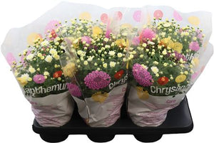 Garden Chrysanthemum (Chrysanthemum indicum) – 15cm Pot
