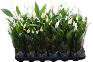 White Peace Lily (Spathiphyllum 'Alana') – 9cm Pot