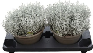 Cushion Bush (Leucophyta brownii) – 23cm Pot