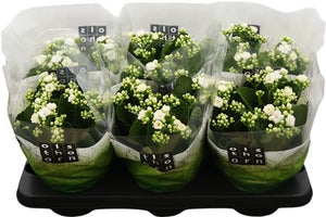 White Double Kalanchoe – 15cm Pot