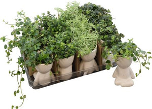 Mixed Green Foliage in Ceramic Pot