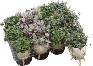 Green Milano Ceramic Three-Legged Plant Decoration
