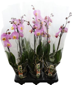 Pink Phalaenopsis Orchid – 12cm Pot, 55cm Tall