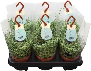 Variegated Senecio – 12cm Pot, 34cm High