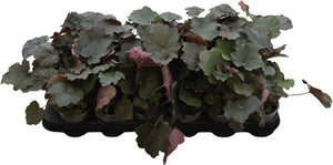 Heuchera 'Palace Purple' – 9cm Pot