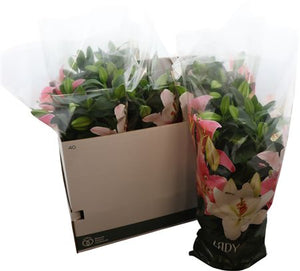 Pale Pink Oriental Lily (Lilium) – 19cm Pot