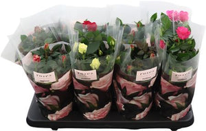 Mixed Patio Rose (Rosa) – 13cm Pot