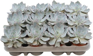 Echeveria Colorata Succulent – 8.5cm Pot